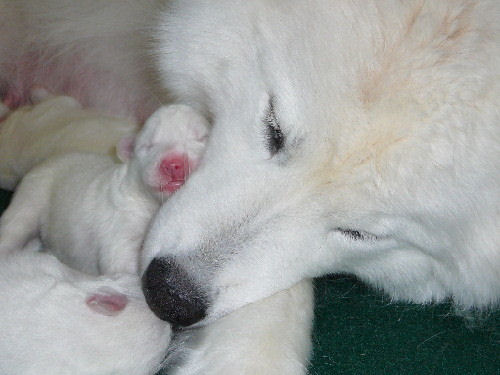 mom and pups